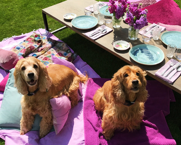 Two gold mixed dogs sitting next to outdoor table setting. 