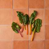 Top view of rhubarb leaves on Terracotta Plain Tile Background.